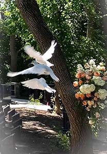 Three doves flying