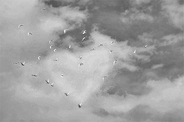 doves flying as a heart